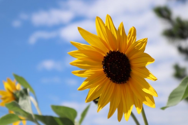 夏のいろいろ集めました🌻